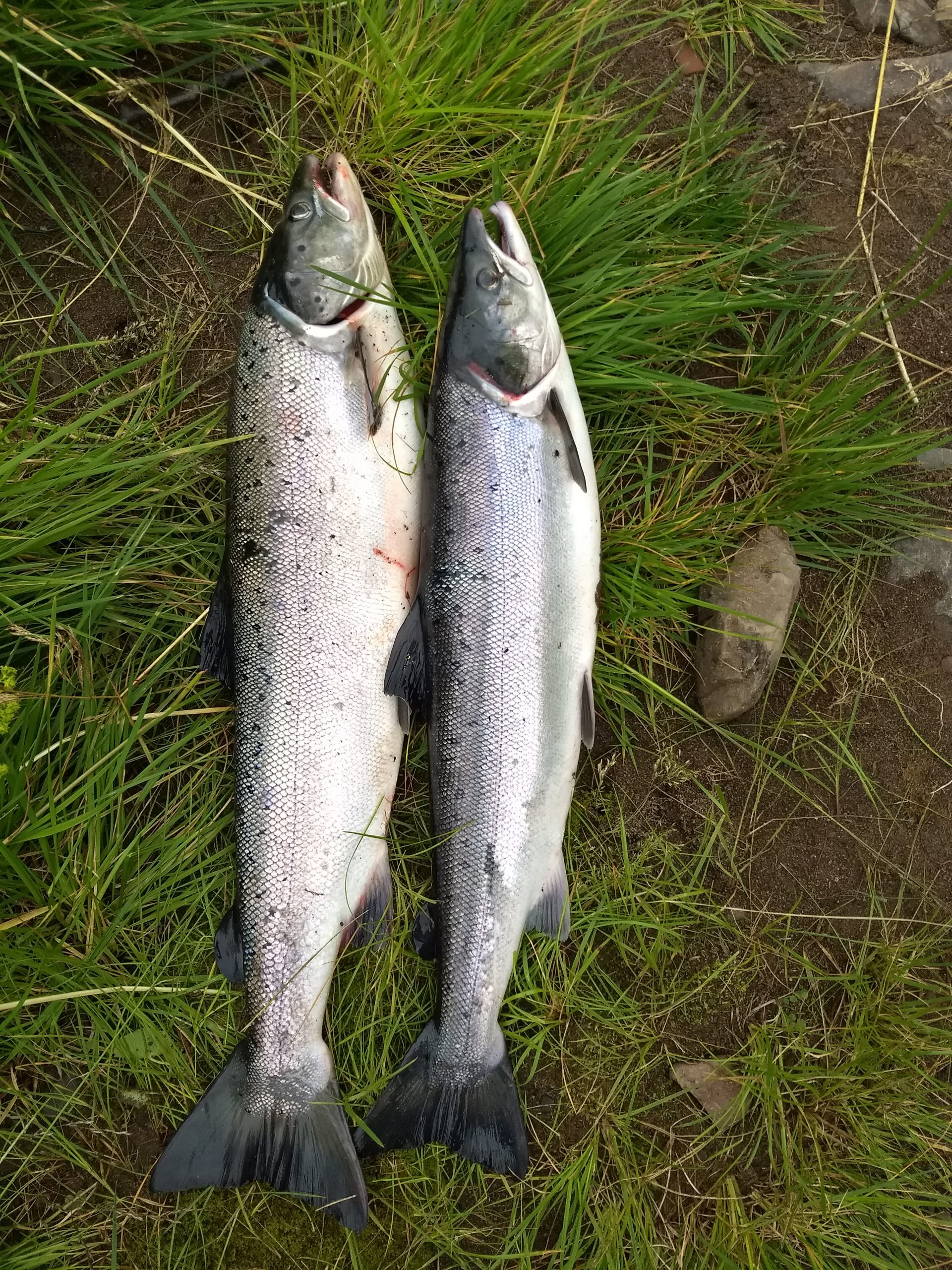 Salmon caught in the Jakobselv river